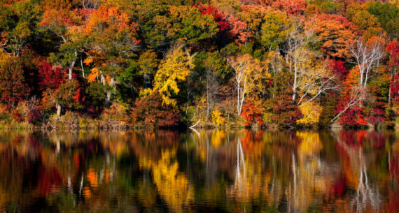 Fall Foliage