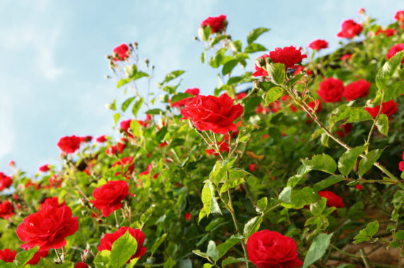 Red rose blossoms against sky, healthy roses