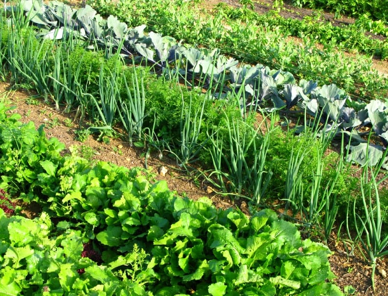 Image result for images of garden vegetables
